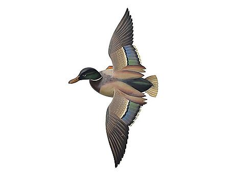 Rare and finely made flying mallard drake