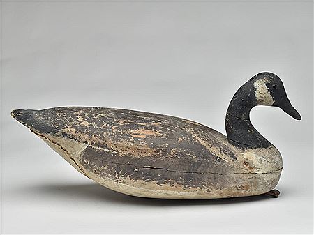 Canada goose