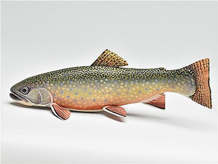 Large brook trout