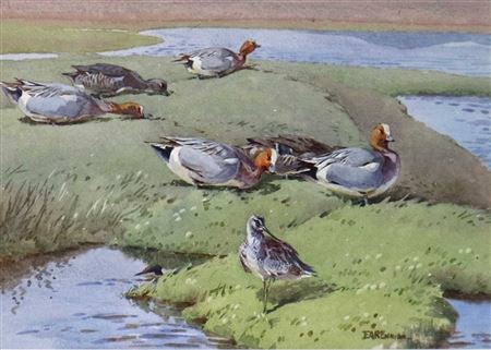 Wigeon Grazing by Loch Garry and a Greenshank