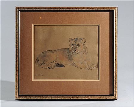 Study of a lion