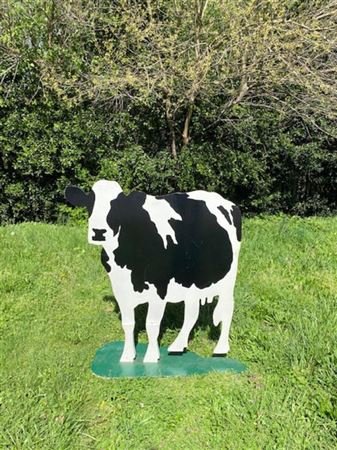 Holstein cow