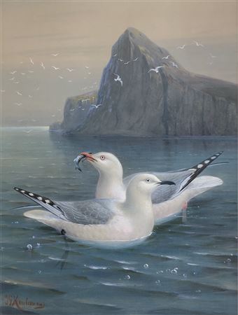 RED-BILLED GULL & BLACK-BILLED GULL