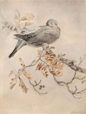 Dove on an oak branch
