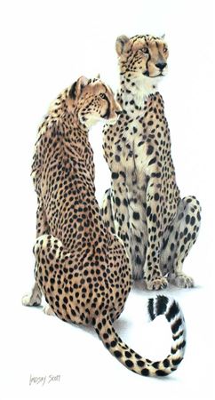 Wary Pair