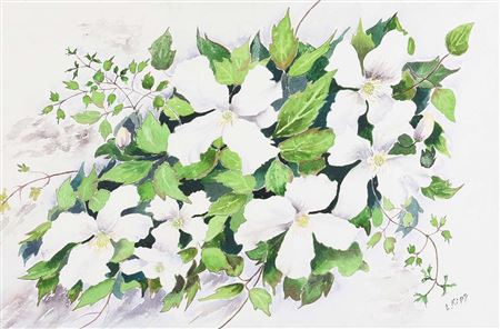 'STILL LIFE, WHITE CLEMATIS'
