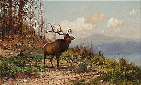 Wapiti in Gebirgslandschaft / Elk in the Mountains