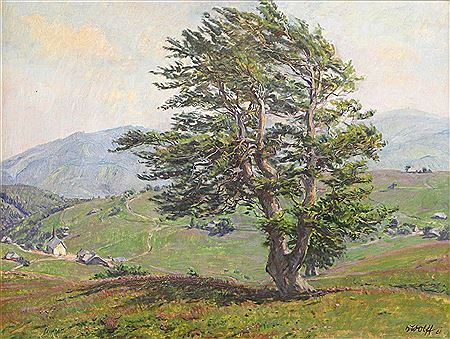Weather beech on the Schauinsland