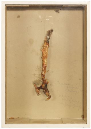 1a gebratene Fischgräte (Hering). 1970.