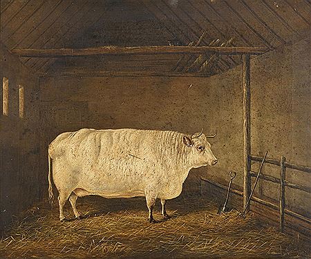 A SHORTHORN COW IN A BYRE