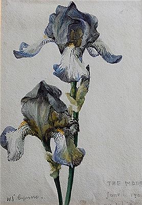 IRIS: BOTANICAL STUDIES by William John Caparne - Auction record, sale price, and art valuation. Compare with similar artists and explore comparable artworks.