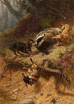 A badger fights with three dogs