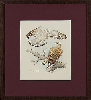 Australian Kestrel, 1988