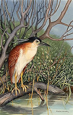 Pied Heron, 1992 by Charles A Newman - Auction record, sale price, and art valuation. Compare with similar artists and explore comparable artworks.