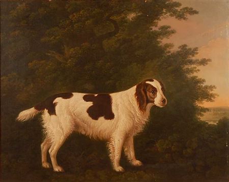 Portrait of a water-spaniel within a landscape