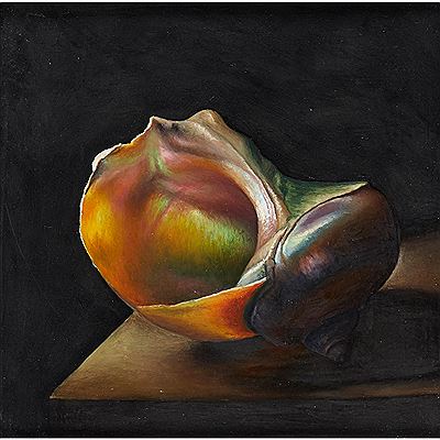 THE TURBAN SHELL - 1991