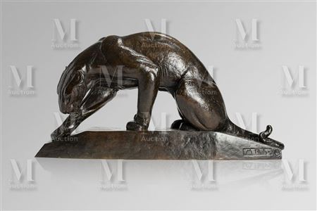 "Panther licking his paw."