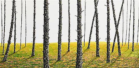 Light Beyond Rustling Leaves