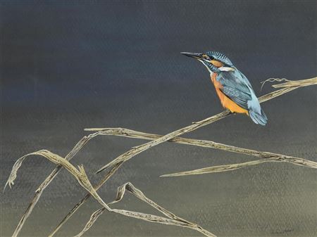 Kingfisher