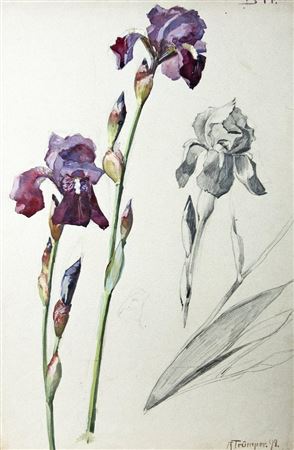 Iris