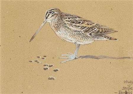 Sample artwork by Eric Arnold Roberts Ennion (1900 - 1981), known for wildlife artist, bird paintings - View similar artists and auction records