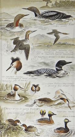 Interesting study of various diver birds