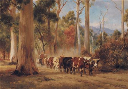 Bullock Team in the Forest of Canungra, Queensland