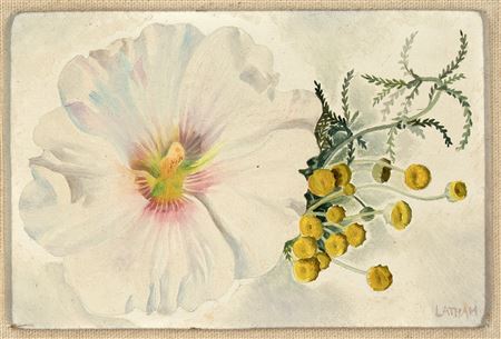Hollyhock