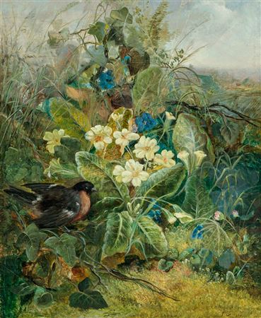 Rose Breasted Grosbeak in a Thicket