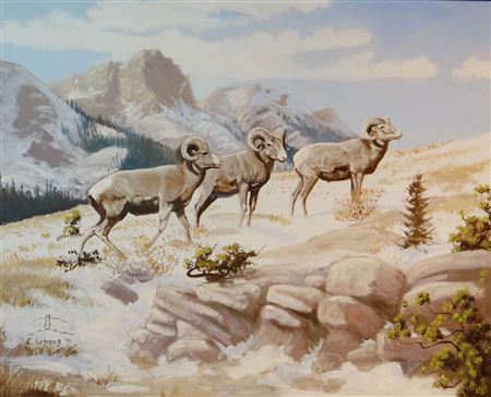 Rams on the Rocky Mountain Front
