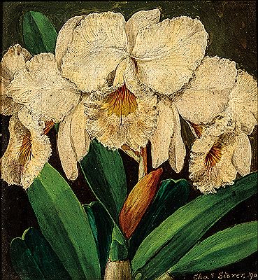 Orchids