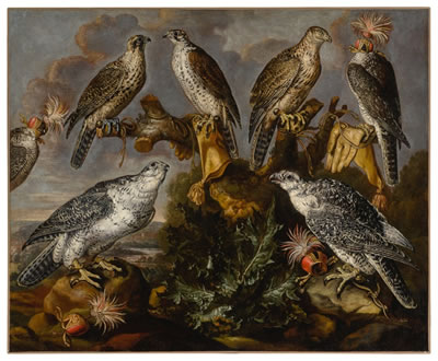 A group of seven Lanner and Peregrine or Gyrfalcons