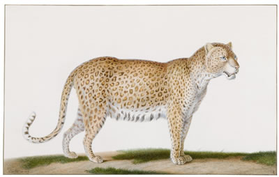 A Leopard by Nicolas Huet the Younger - Auction record, sale price, and art valuation. Compare with similar artists and explore comparable artworks.