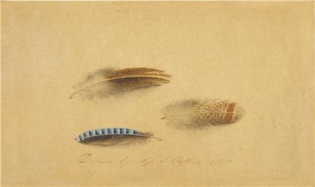 Study of Three Feathers. London(?), 1810