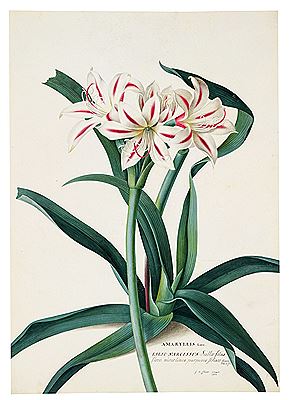 The Amaryllis by Georg Dyonis (Dionysius) Ehret - Auction record, sale price, and art valuation. Compare with similar artists and explore comparable artworks.