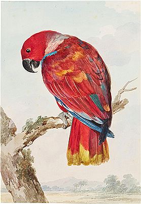 A Red Parrot (Scarlet Macaw)