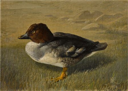 A pochard duck