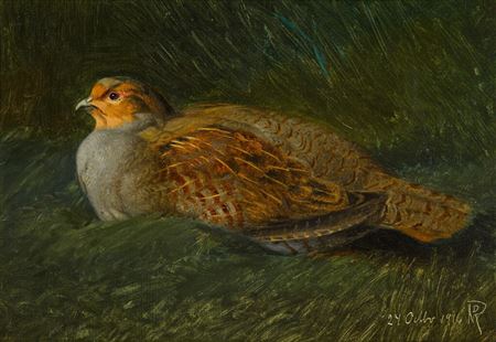 A grey partridge