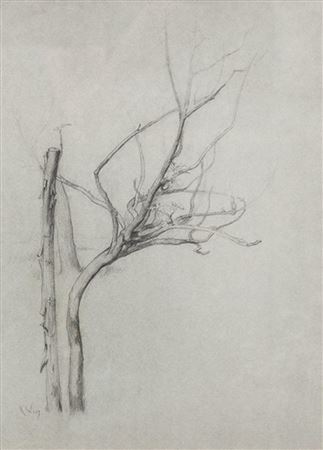 Tree branches