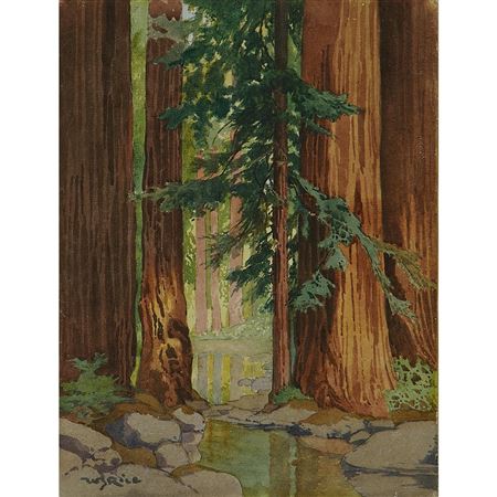In the Heart of the Redwoods