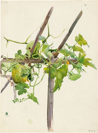 TENDRIL OF A MELON