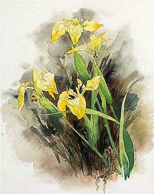 YELLOW IRIS, 1986 by Ruth Brandt - Auction record, sale price, and art valuation. Compare with similar artists and explore comparable artworks.