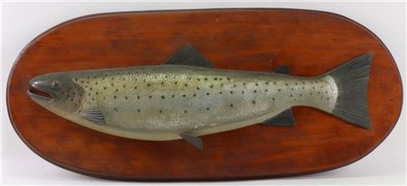 "Atlantic Salmon"