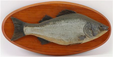 "White Crappie"