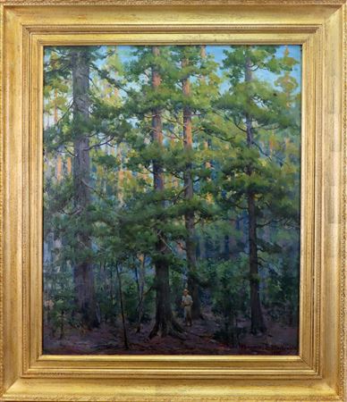 Sunlight and Shade in the Pine Forest