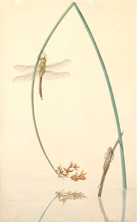 "ANAX JUNIUS"
