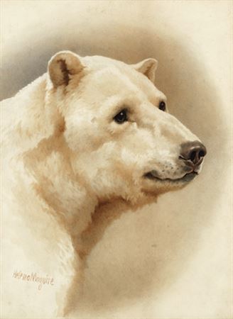Study of a polar bear by Helena Maguire - Auction record, sale price, and art valuation. Compare with similar artists and explore comparable artworks.