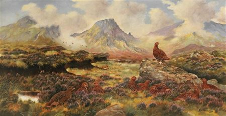 Red grouse in a highland landscape