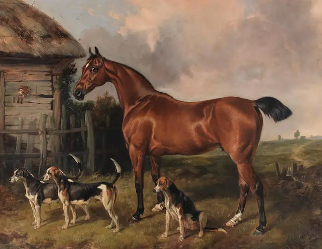 A hunter and three foxhounds