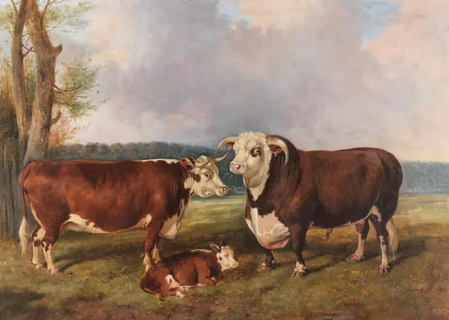 Pedigree Herefordshire cattle - a bull, cow and calf